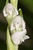 Goodyera repens