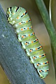 Common Swallowtail larvae