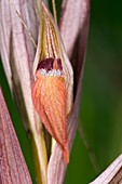 Ploughshare Orchid (Serapias vomeracea)
