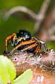 Jumping Spider