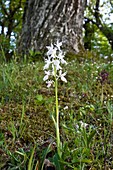 Orchis mascula var alba