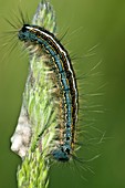 Lackey Moth Caterpillar laying eggs