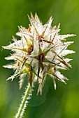 Star Clover (Trifolium stellatum)