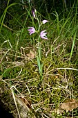 Red Heleborine (Cephalanthera rubra)