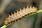 Southern Festoon Caterpillar