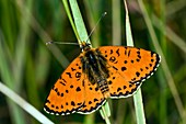 Spotted Fritillary Butterfly