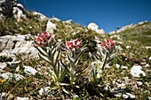 Cynoglossum apenninum