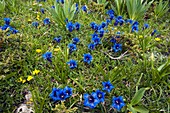 Trumpet Gentian (Gentiana dinarica)