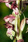 Bug Orchid (Orchis coriophora)