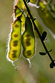 Spanish Broome (Spartium junceum)