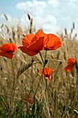 Poppy (Papaver)