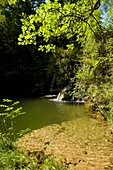 Natural pool in a tufa stream