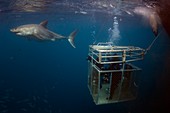 Great white shark and cage