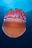 Jellyfish in open water