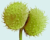 Goosegrass fruits,SEM