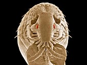 Cat flea head,SEM