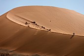 Sand Dune at Sossusvlei