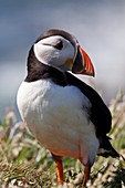 Puffin