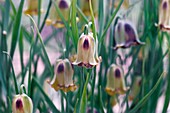 Fritillary (Fritillaria acmopetala)