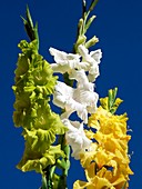 Gladiolus 'Lemon and Lime'