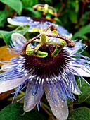 Passion Flower (Passilfora incence)