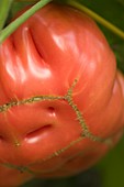 Tomato (Solanum lycopersicon)