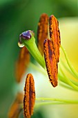 Oriental Lily (Lilium orientale)