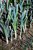 Leeks (Allium porrum)