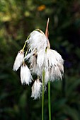 Eriophorum angustifolium