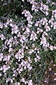 Striped Toadflax (Linaria repens)