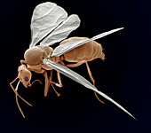 Winged ant,SEM