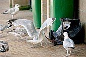 Sea gulls scavenging