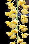 Orchid (Dendrobium griffithianum)