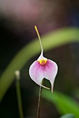 Orchid (Masdevallia 'Lady Jane')