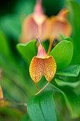 Orchid (Masdevallia 'Sugar Baby')
