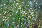 Persian Wheat (Triticum carthlicum)