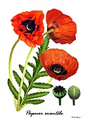 Poppy (Papaver orientale)