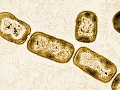 Vitreoscilla bacteria,TEM