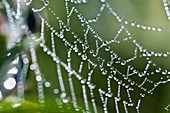 Dew drops on a spider's web