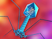 T4 bacteriophage virus,computer artwork