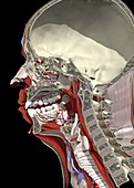Sagittal section of the head and neck