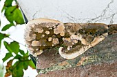 Dry rot fungus