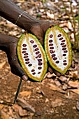 Cocoa pod