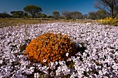 Borya constricta and Velleia rosea