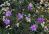 Thysanotus patersonii and Leptospermum