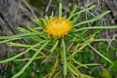 Showy Dryandra (Dryandra formosa)