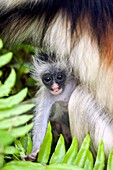 Zanzibar red colobus infant