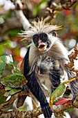 Zanzibar red colobus monkeys