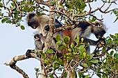 Zanzibar red colobus monkeys