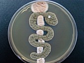 Rod of Asclepius,microbial art